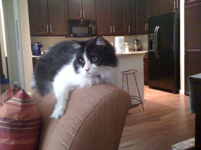 True design therapy equals getting a Harley