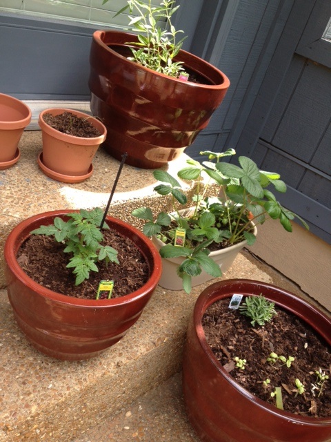 Gardening 101-A success story