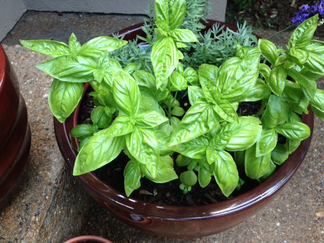 The Fruits of our Labor-growing our first AB HOME garden by Nashville interior designer